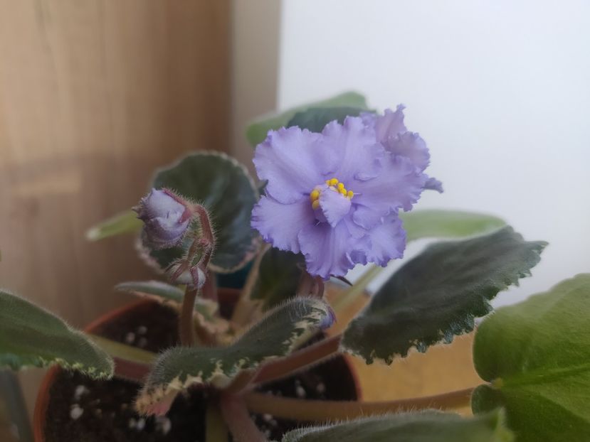 30 noiembrie 2023 - EK Nebesnoe Sozdanie