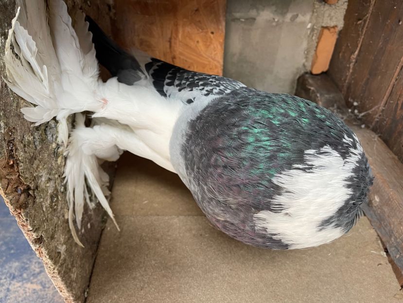 4041D61A-63D9-494B-AB89-D7167E47C4B8 - Ornament