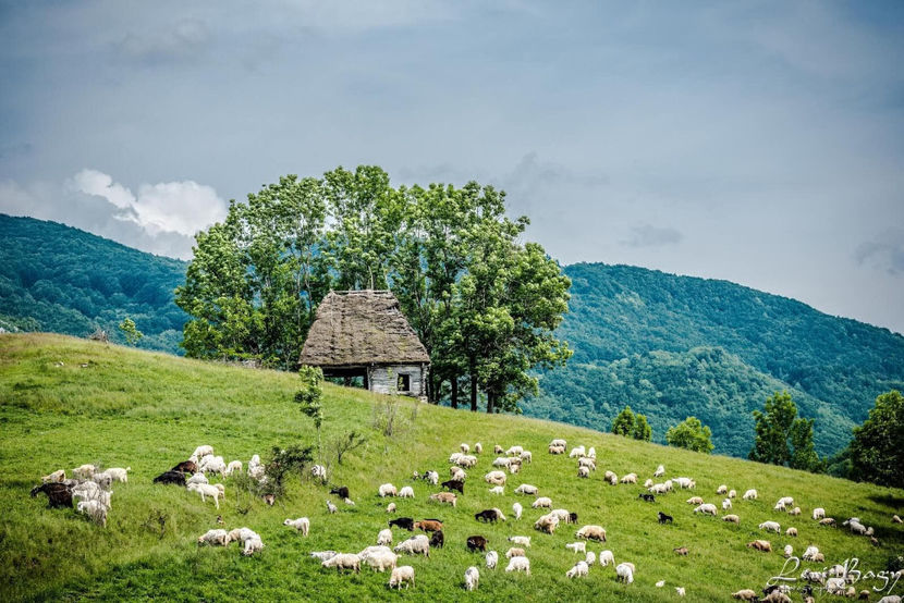  - Simboluri