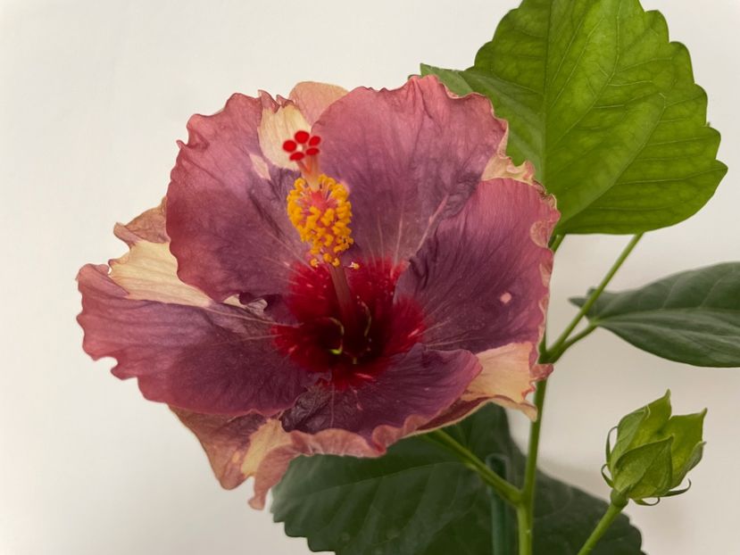  - Luv -Posog- Memories