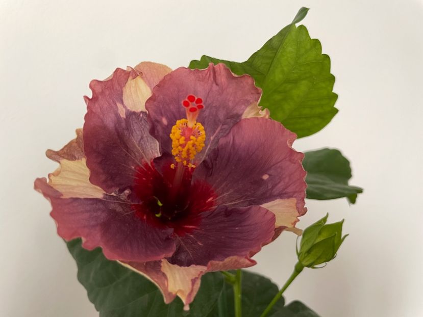  - Luv -Posog- Memories