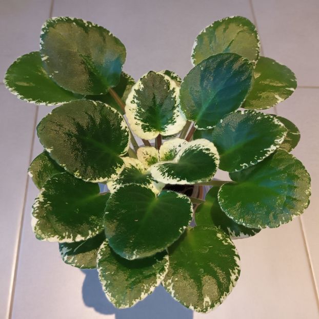 O frumoasa inimioara! ❤️ - A mea frumoasă Natalia