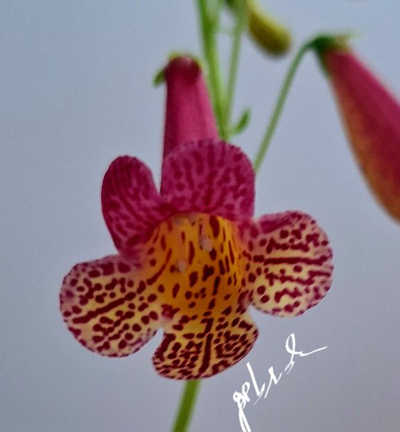  - SM RF-s Firetrower