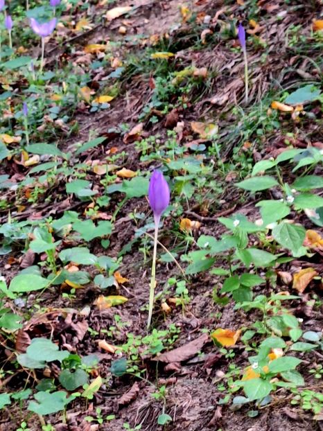  - Manastirea Sinca Veche