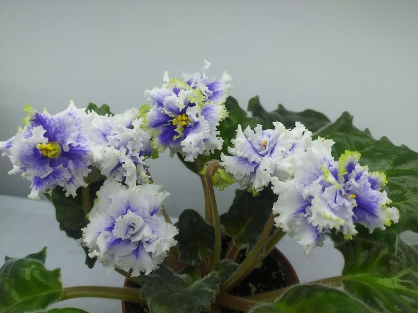 1 decembrie 2023 - RM Illyria