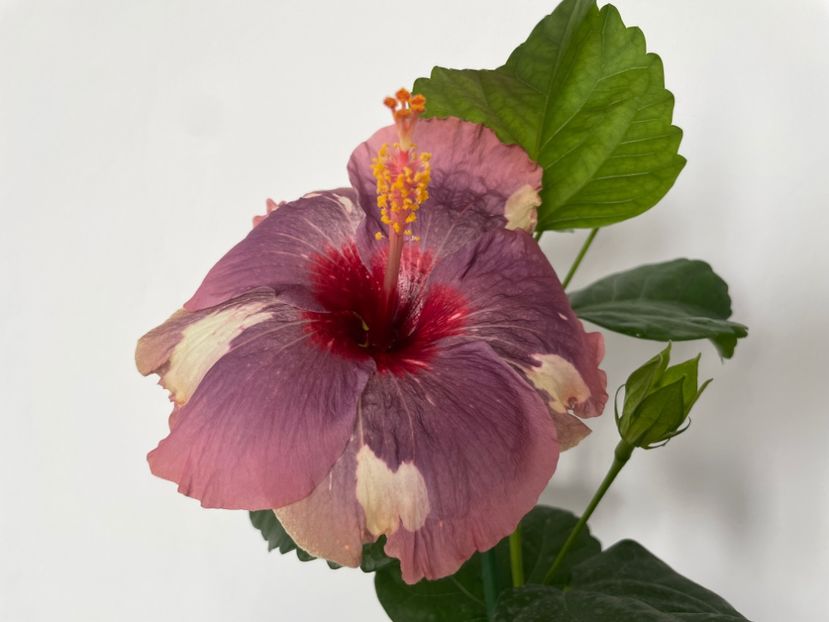  - Luv -Posog- Memories