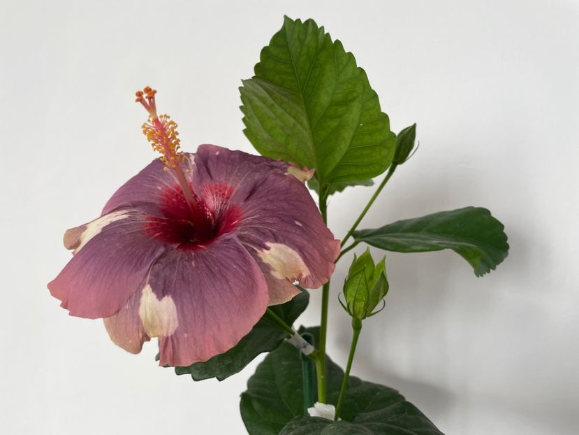  - Luv -Posog- Memories