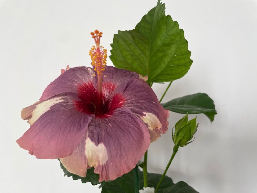  - 001 - Hibiscusi 2023