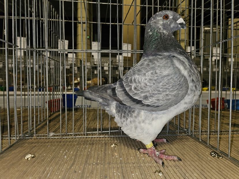  - EXPOZIȚIE RO NAȚIONALĂ 2023