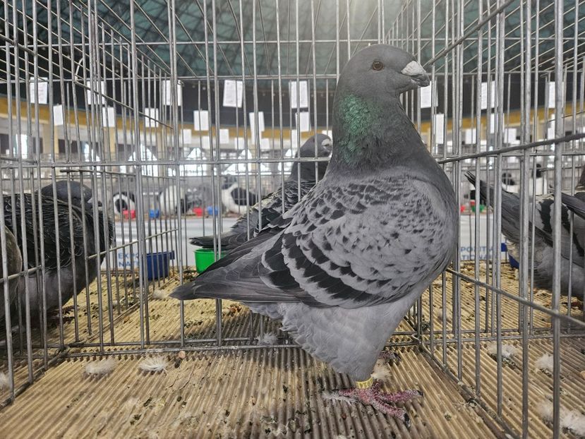 CAMPIOANĂ NAȚIONALĂ FLOREA NICOLAE - EXPOZIȚIE RO NAȚIONALĂ 2023