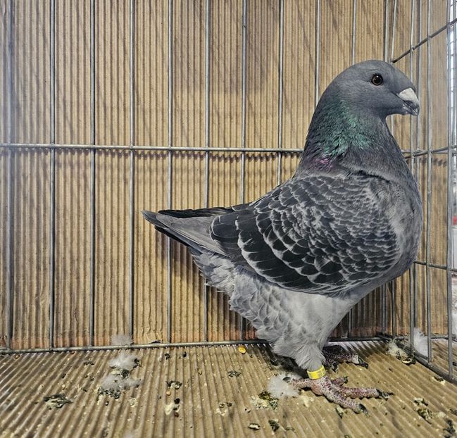 96 PUNCTE, FLOREA NICOLAE - EXPOZIȚIE RO NAȚIONALĂ 2023