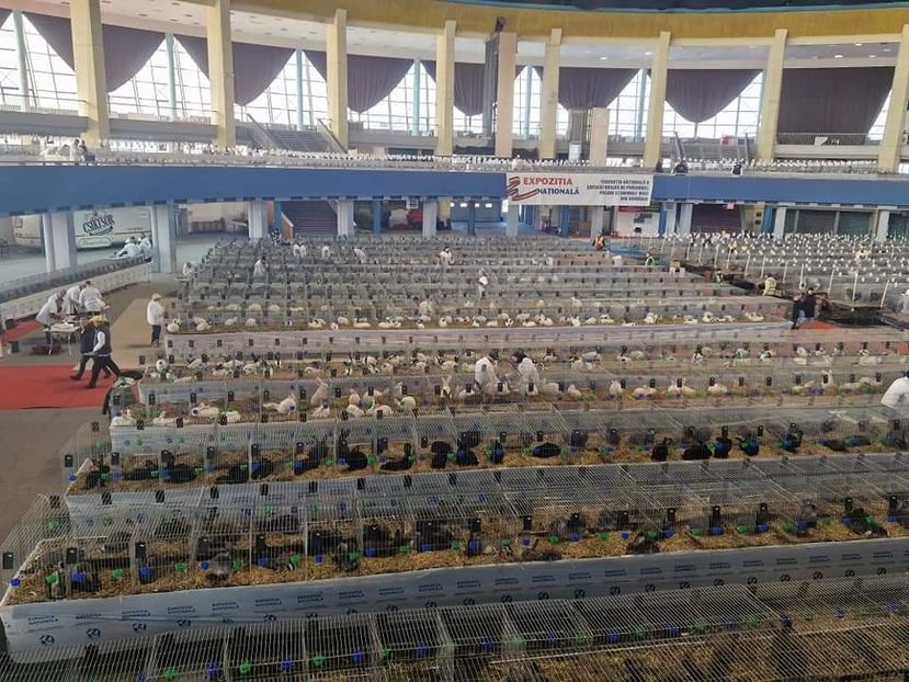  - EXPOZIȚIE RO NAȚIONALĂ 2023