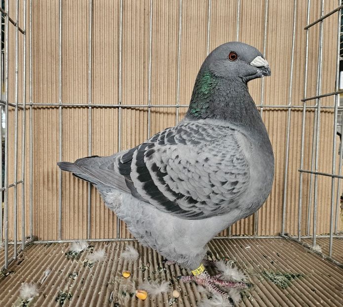 95 PUNCTE, FLOREA NICOLAE - EXPOZIȚIE RO NAȚIONALĂ 2023