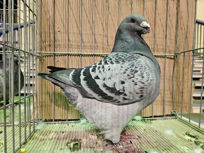 93 PUNCTE, FLOREA NICOLAE - EXPOZIȚIE RO NAȚIONALĂ 2023