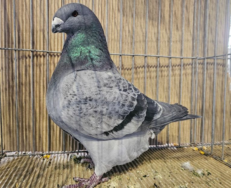 CAMPION NAȚIONAL FLOREA NICOLAE - EXPOZIȚIE RO NAȚIONALĂ 2023