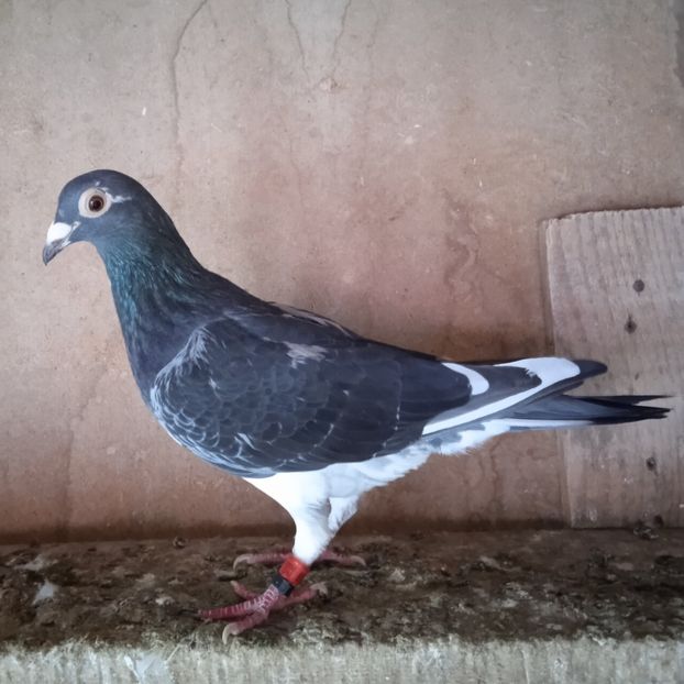 Mascul 22-519....-rezervat Sateni - Porumbei vanduti