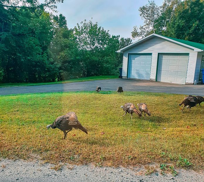 Wild turkeys - Curcani salbatici - Dindes sauvages - C - BIRDS - Pasari