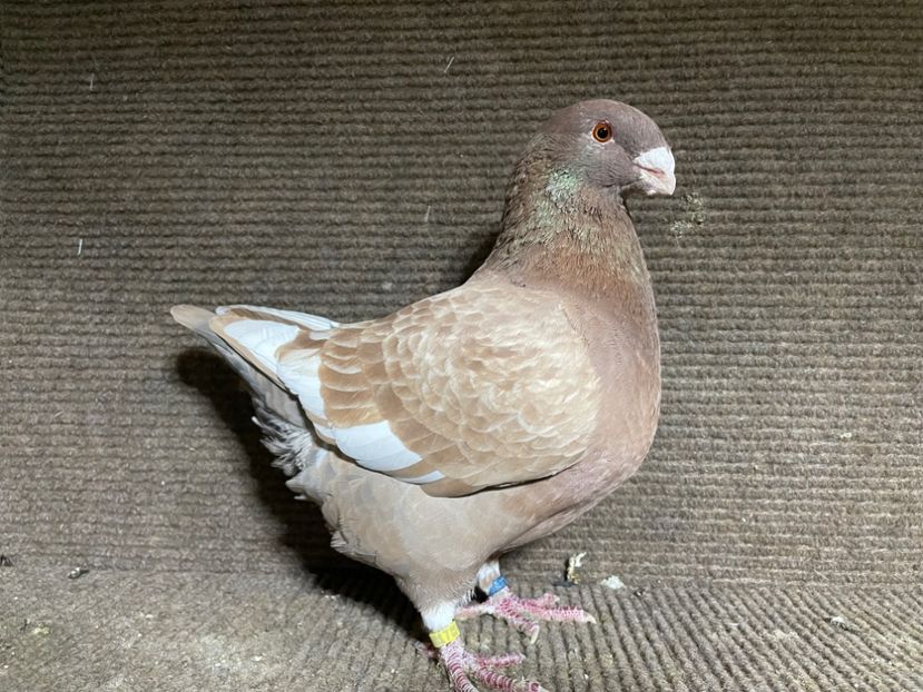  - Porumbei Vânduți