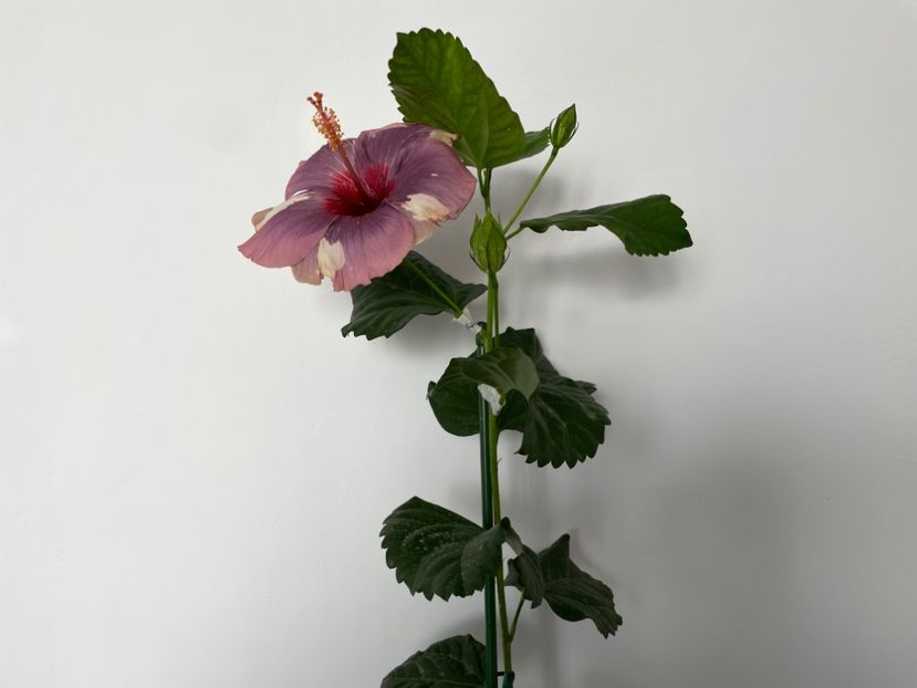  - Luv -Posog- Memories