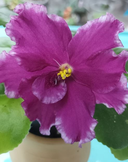 A V Samuraj - PORTRETE