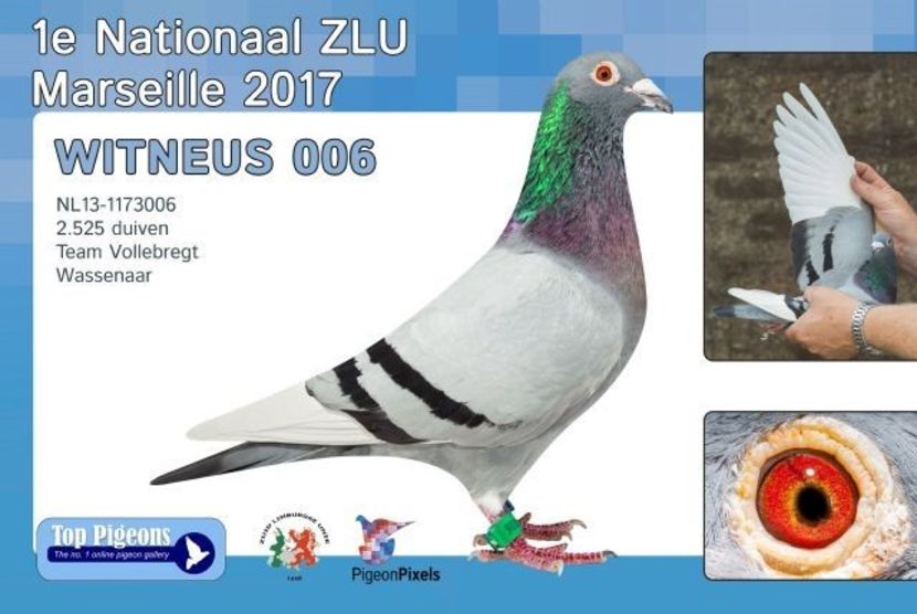 voorbeschouwingmarseille-3 - WITTNEUS - Team Vollebregt semifrate WITTNEUS 006 1 nat MARSEILLE 2017 1011 km