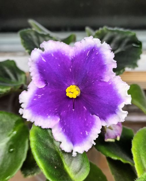 Galactic Storm - PORTRETE