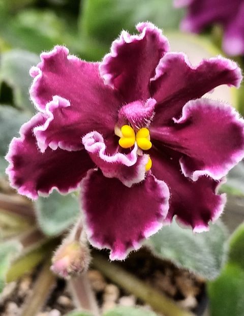 RS Dance Of Fire - PORTRETE