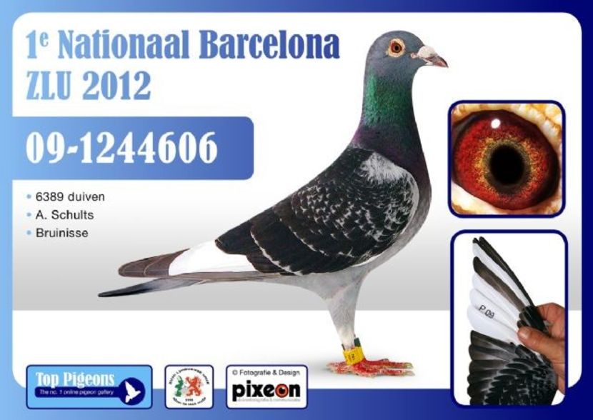 TopPigeon_ZLU-winnaar-BARCELONA-A4 (1) - YOUNG WITTBUIK - nepot din NEW WITTBUIK locul 1 național Barcelona 2012