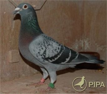 katsu93 - KEVIN - Boogaard van Buuren nepot din EVELYN locul 1 internațional BARCELONA 2011