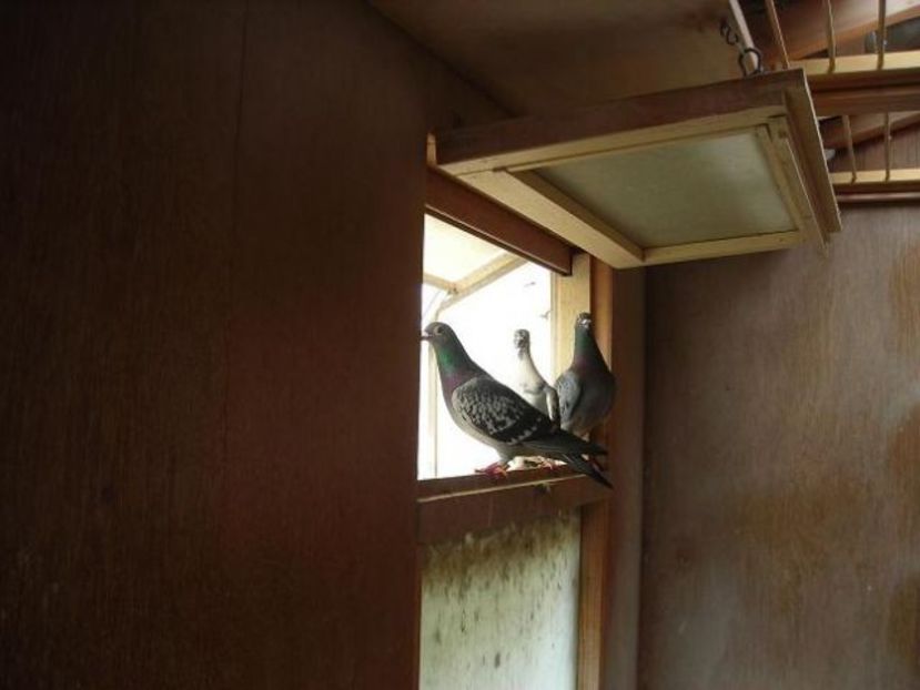 barcelonavluchtwinnaarcombboogaard-v.buuren001 - KEVIN - Boogaard van Buuren nepot din EVELYN locul 1 internațional BARCELONA 2011