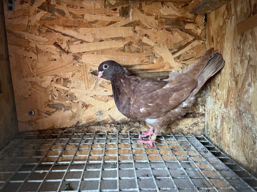 3091/23 - 6-lot zbor 2023