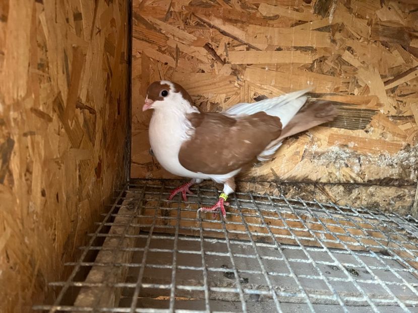 3065/23 - 6-lot zbor 2023