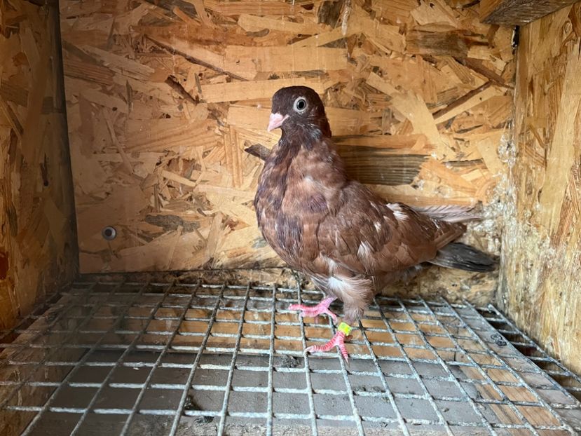 7583/23 - 6-lot zbor 2023