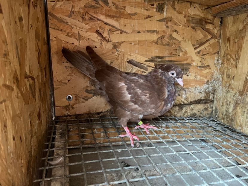 3090/23 - 6-lot zbor 2023