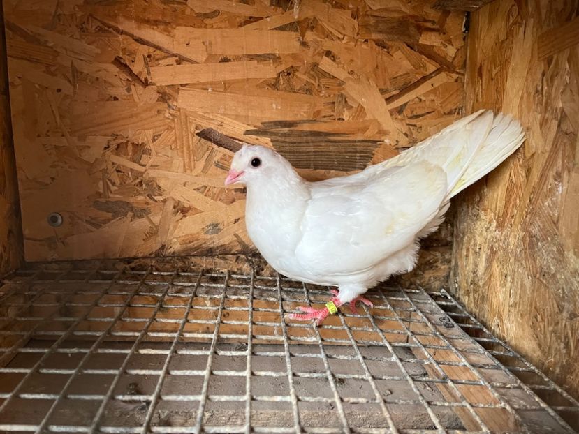 3094/23 - 6-lot zbor 2023