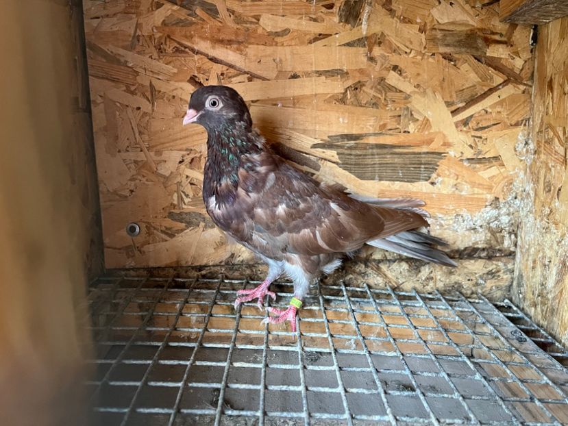 3082/23 - 6-lot zbor 2023