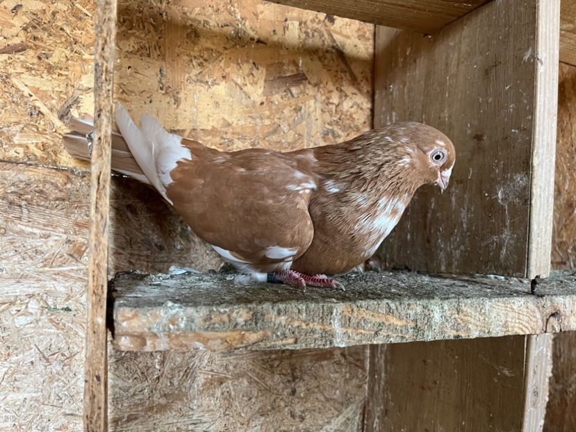 1144/14 - 6-lot zbor 2023