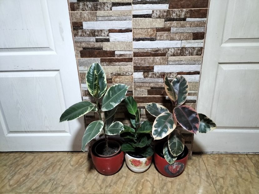 IMG20231203125214 - Flori 2023