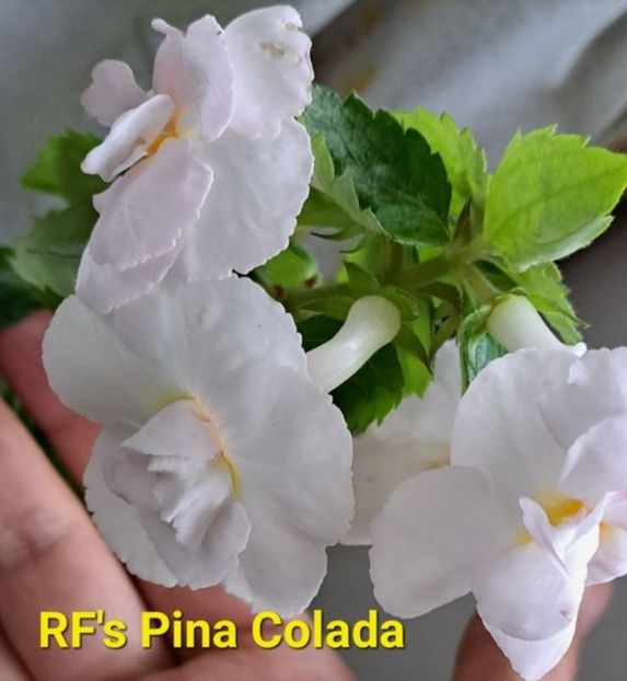 RF s Pina Colada - RF s Pina Colada