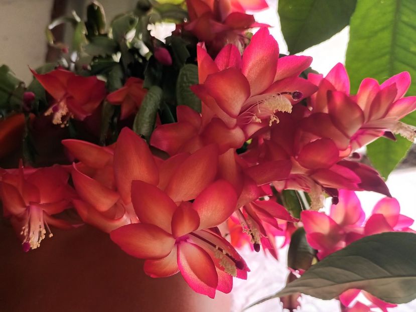  - Linişte şi flori