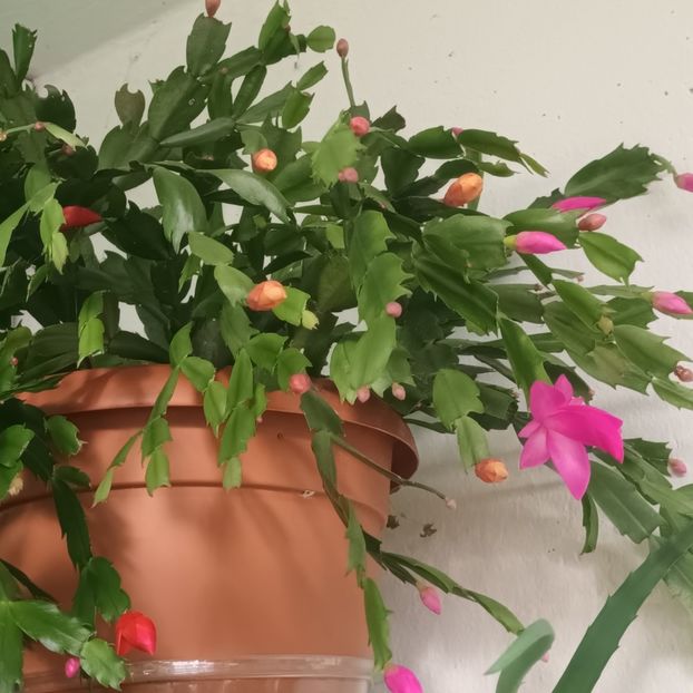  - Linişte şi flori