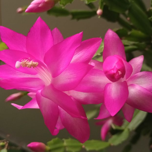  - Linişte şi flori