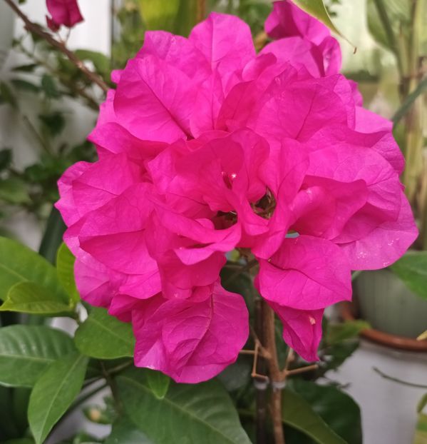 Precum sorcova! :))) - Linişte şi flori