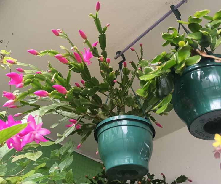  - Linişte şi flori