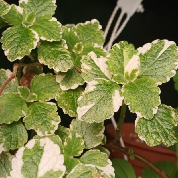 Țânțărica nemultumita ca a venit frigul... - Linişte şi flori