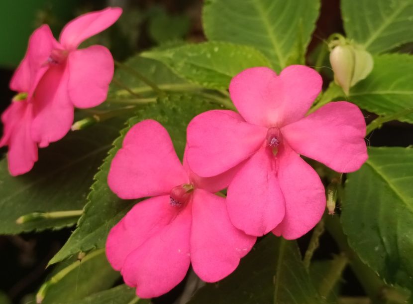  - Linişte şi flori