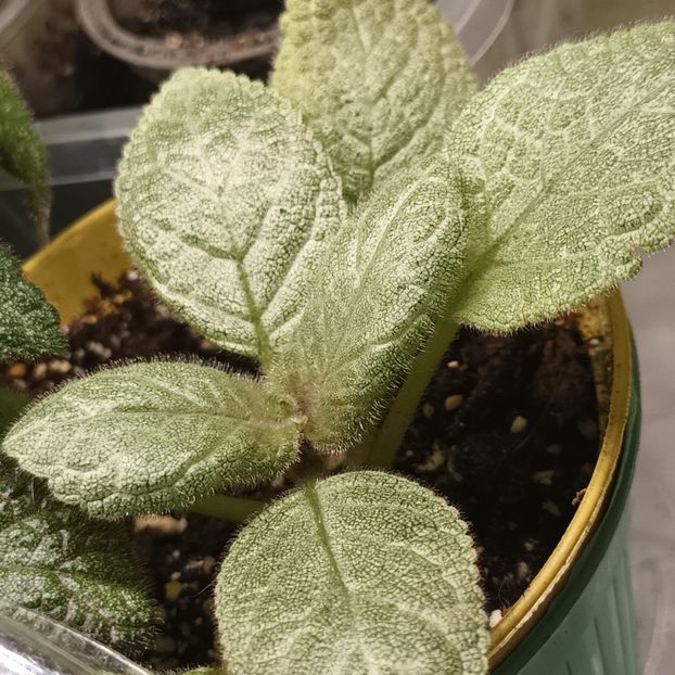  - Linişte şi flori