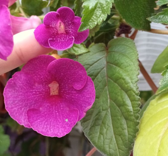Jennifer Goode - Achimenes si alte gesneriaceae - la studiat