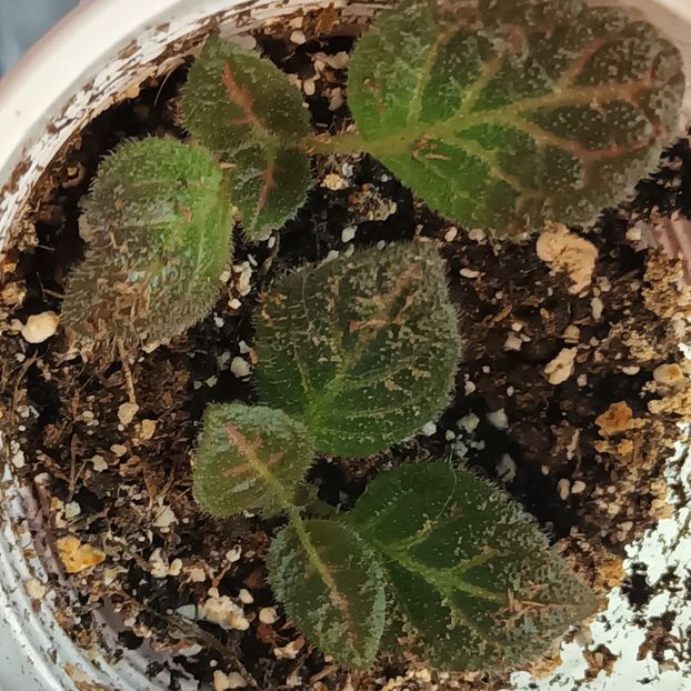 Cred ca este Dixie_s Dynamite. - Achimenes si alte gesneriaceae - la studiat