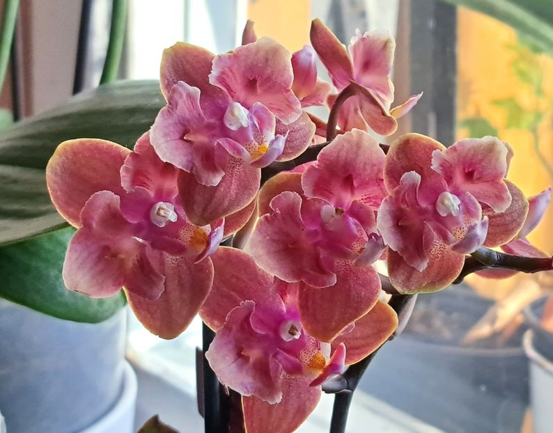  - Phalaenopsis 2